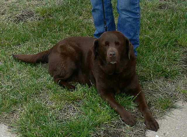 English Chocolate Lab